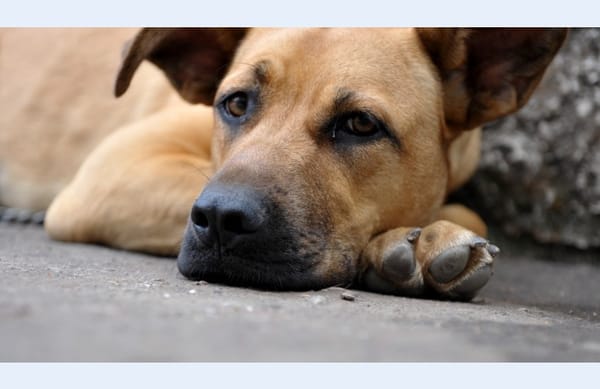 Iespēja palīdzēt!